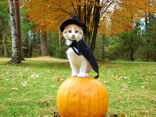 cute-halloween-cats
