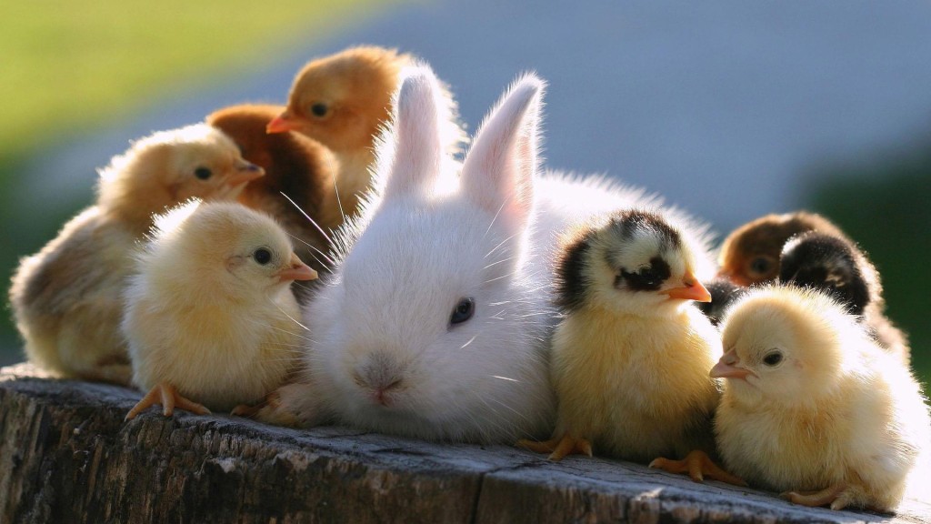 animals_bunny_and_chicks_082250_